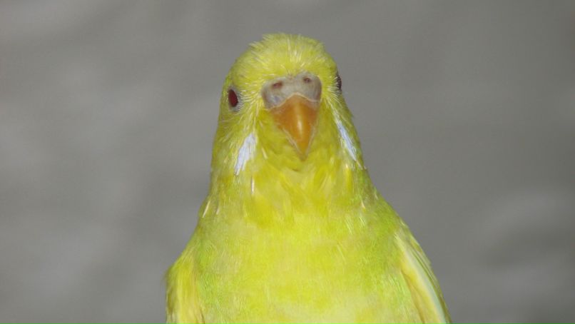 Денис Kaliev | Боровичи