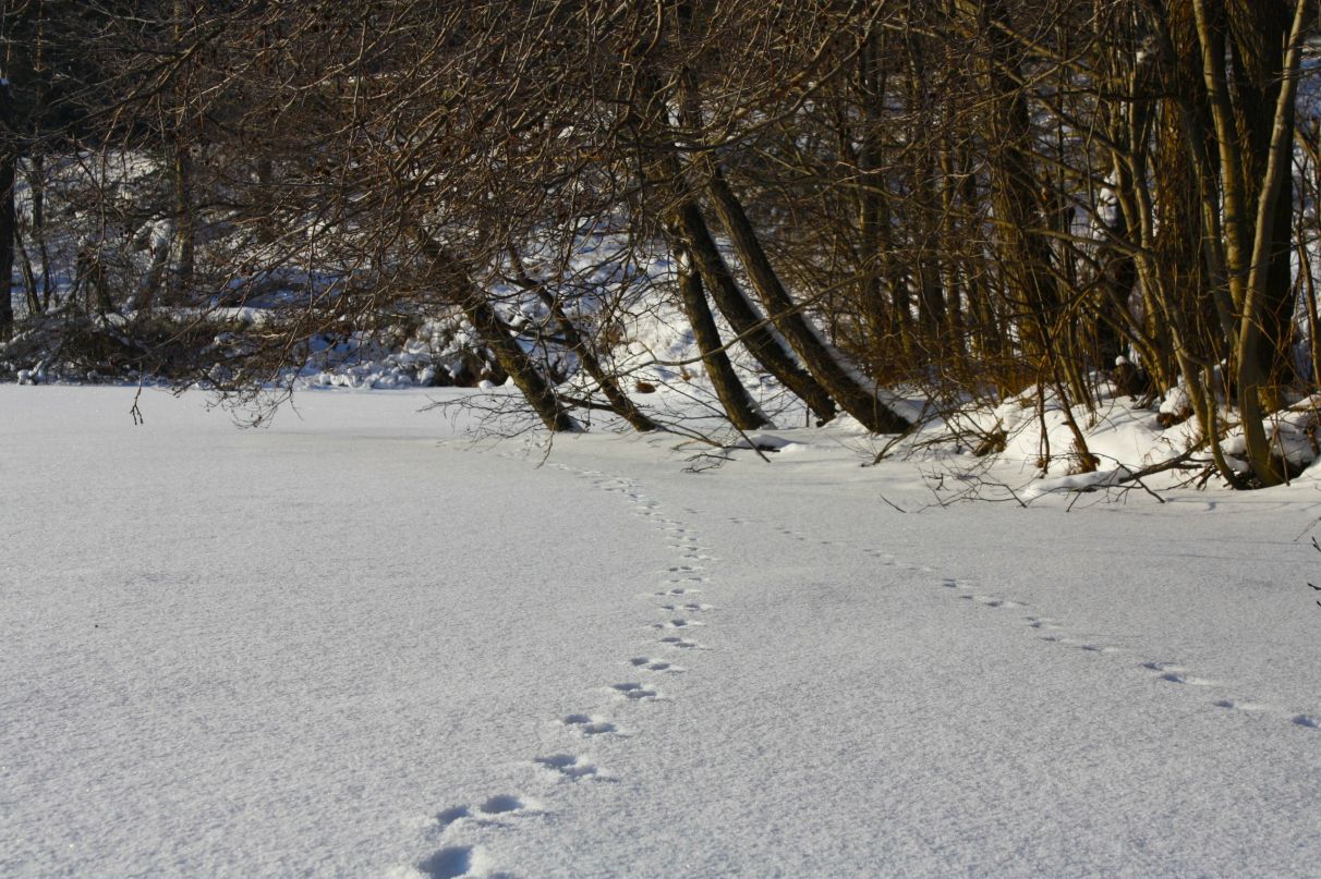 Алексей Захаров | Санкт-Петербург