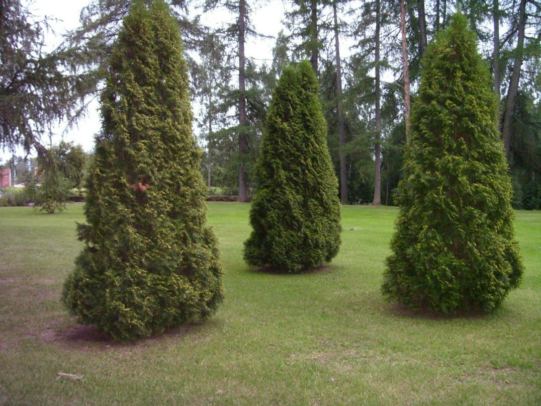 Ирина Панишева | Петрозаводск