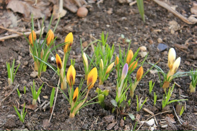 Лилия Гоменюк | Вышгород