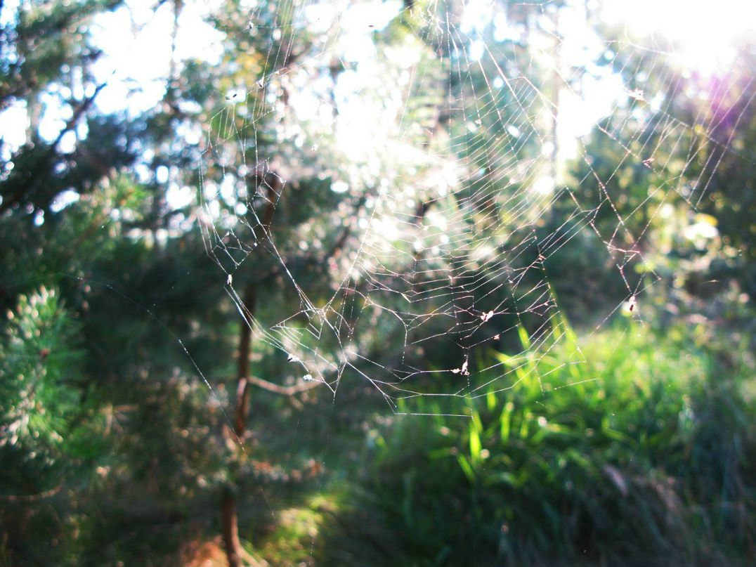 Надежда Менько | Брест