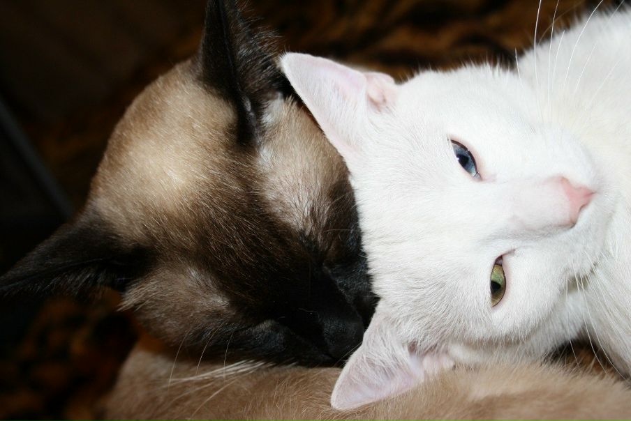 №95, Димон Иванов, Санкт-Петербург №95, Димон Иванов, Санкт-Петербург