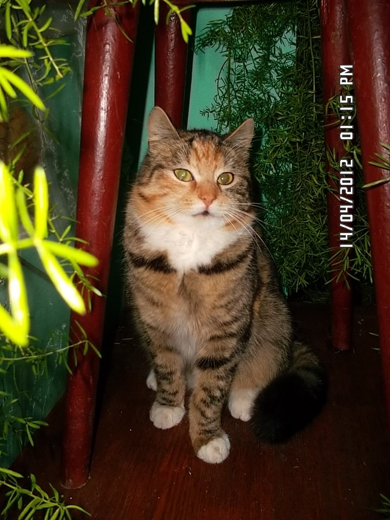 Аллочка Лопушняк | Черновцы