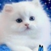 Аватар: Анастасия Тихонова