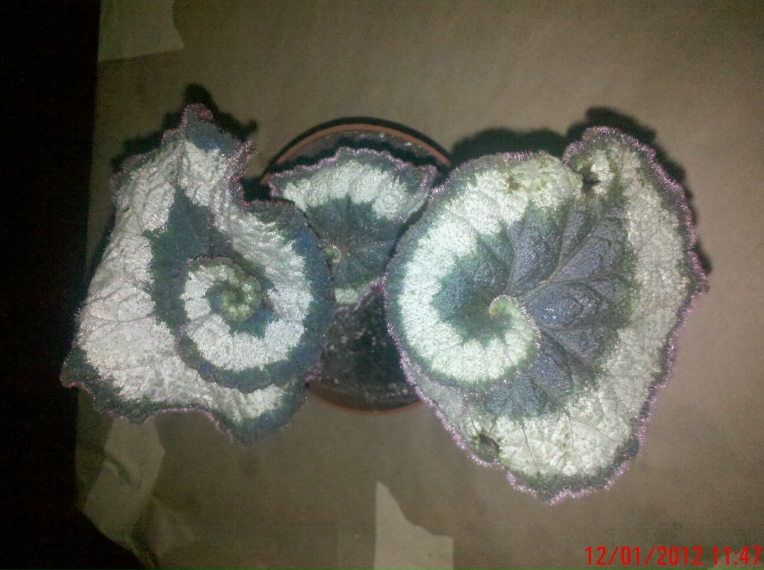 Марина Кириченко | Городище