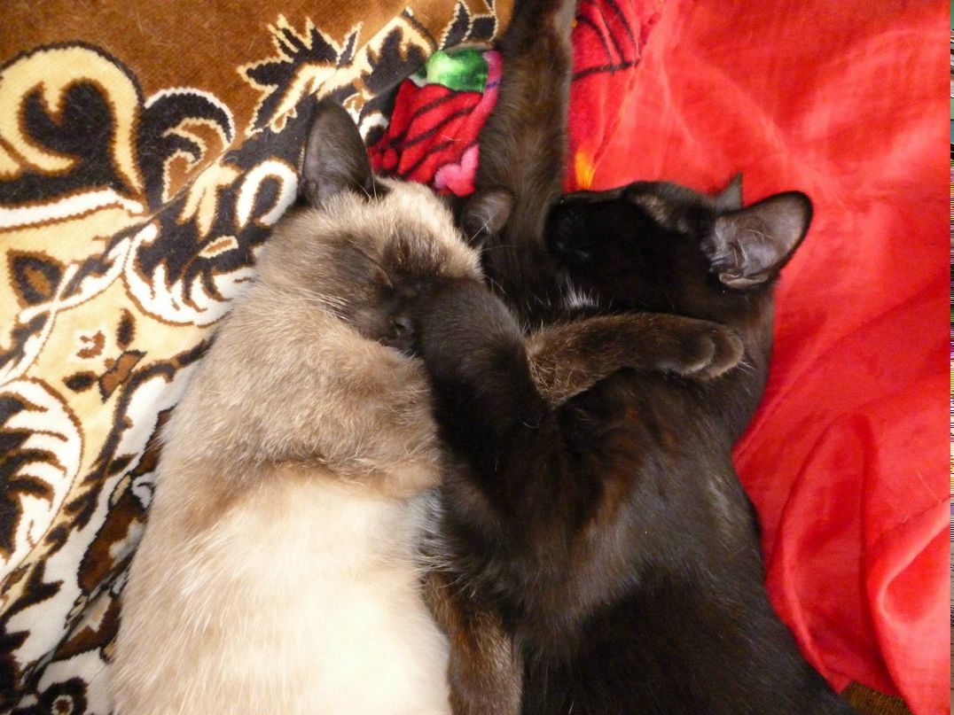 Наталья Шенцова | Балаково