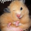 Аватар: Андрей Яровый