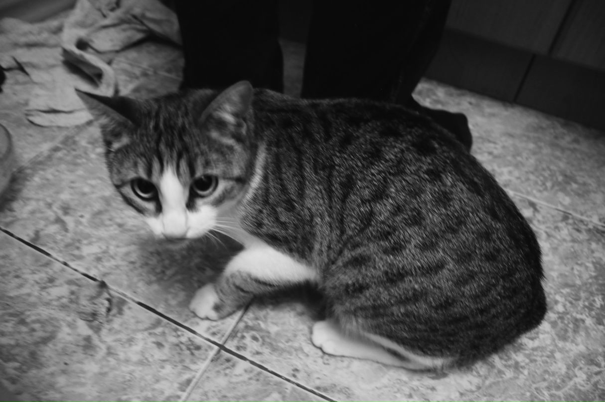 Колити Медведев | 