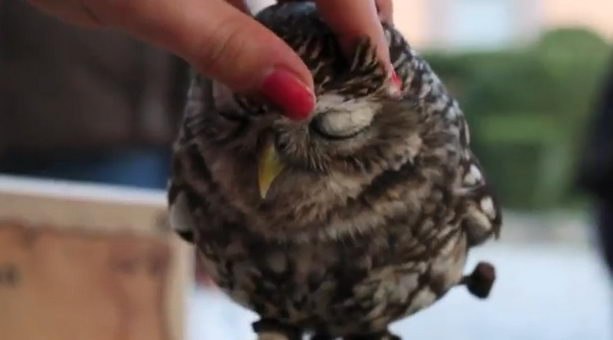 Виктория Штрейс | Санкт-Петербург