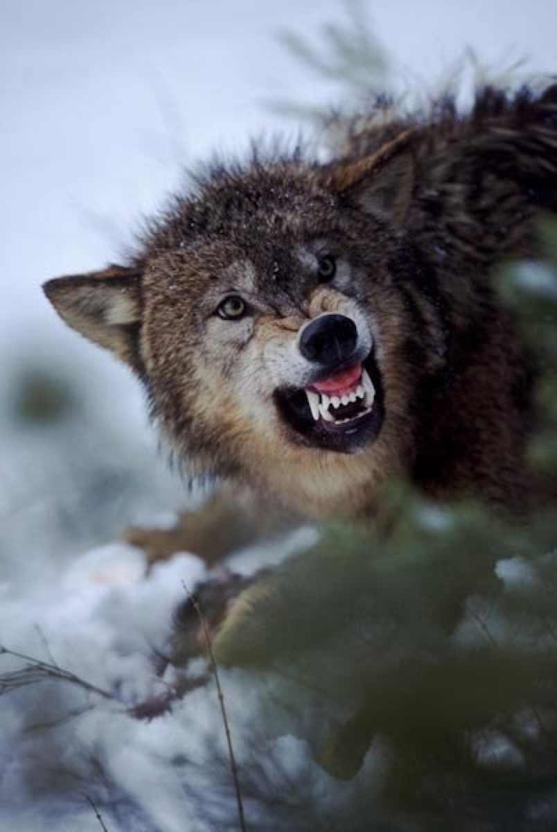 Самир Алахвердиев | 