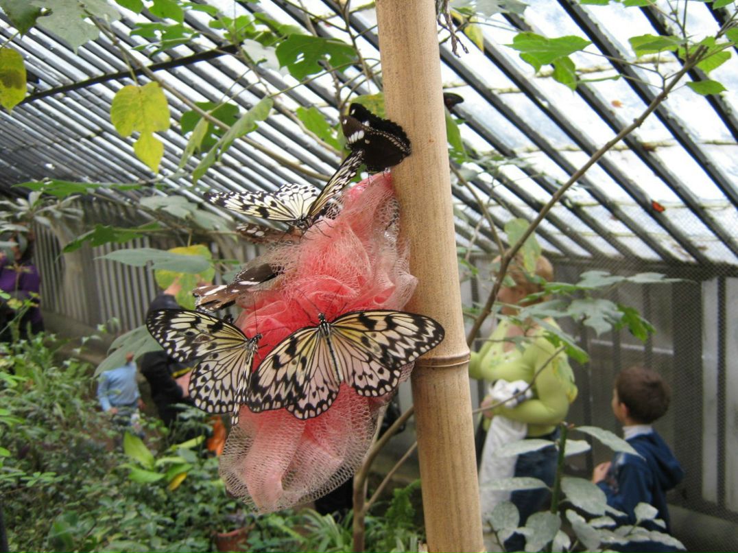 Анатолий Белемаев | Симферополь