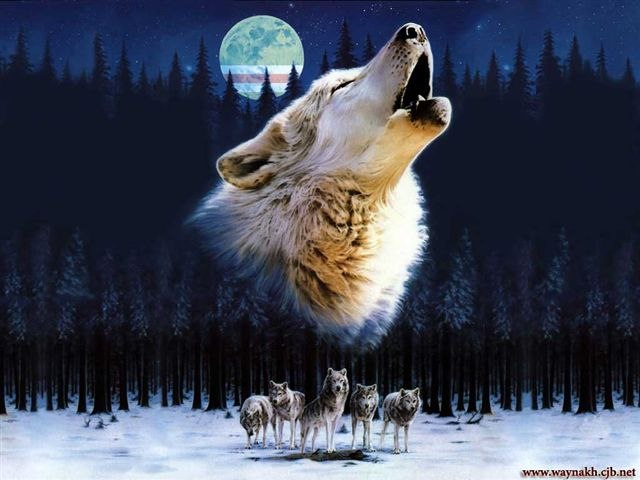 Владимир Волк | Киев