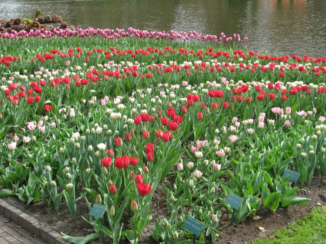 Светлана Антоновская | Санкт-Петербург