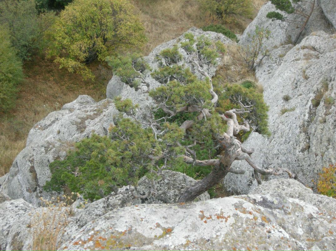 Любовь Думанская | Одесса