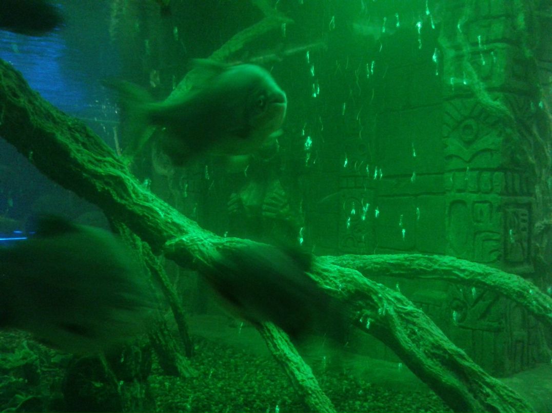 Zurab Richy | Чита