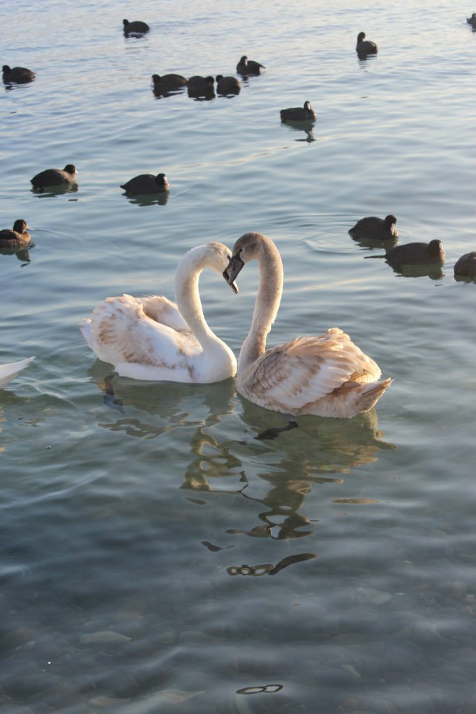 Татьяна Тихолоз | Краснодар