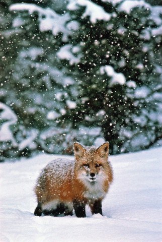 Яна Лазарева | 