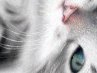 Iveta Cat | Мурманск