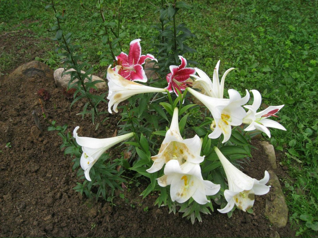 Евгения Рослякова | Санкт-Петербург