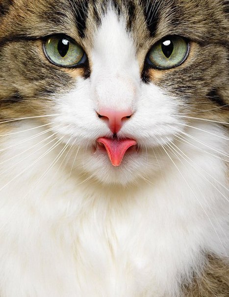 Александр Мочалов LikVIDO | Шексна (пгт)