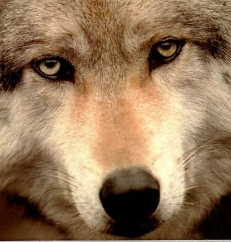 Илнар Юмаков | Урмаево