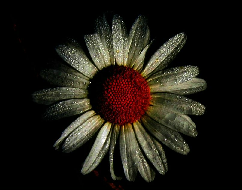 Пять Пингвинов | Донецк