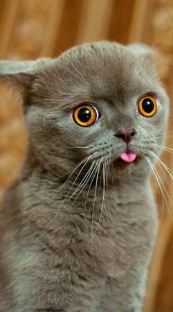 Анастасия Яблоновская | Москва