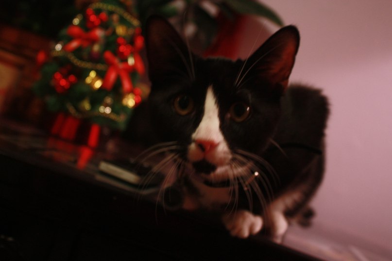 Ira Voloshyn | Львов