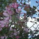 Фарида Тихомирова | Charlottetown