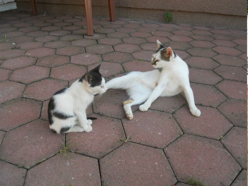 Властимир Исаковић | Beograd