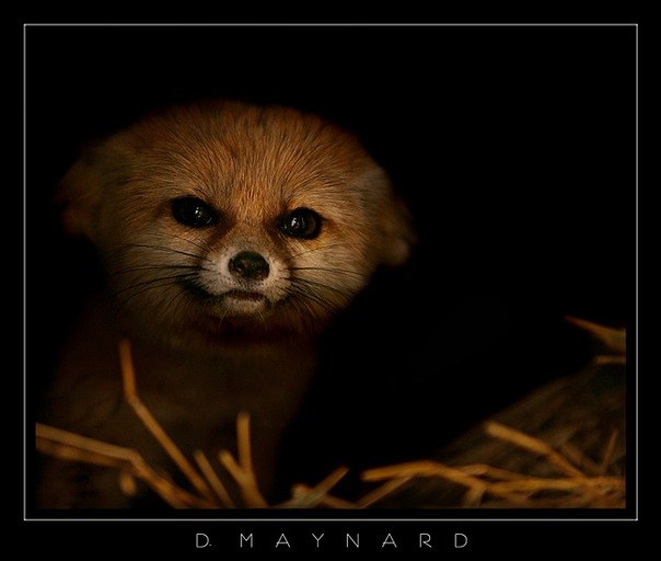 Женя Макаров Kitsune | Екатеринбург