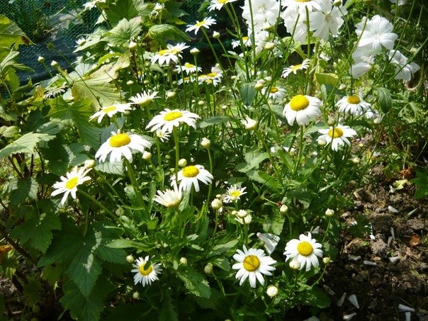 Алла Столярова | Санкт-Петербург