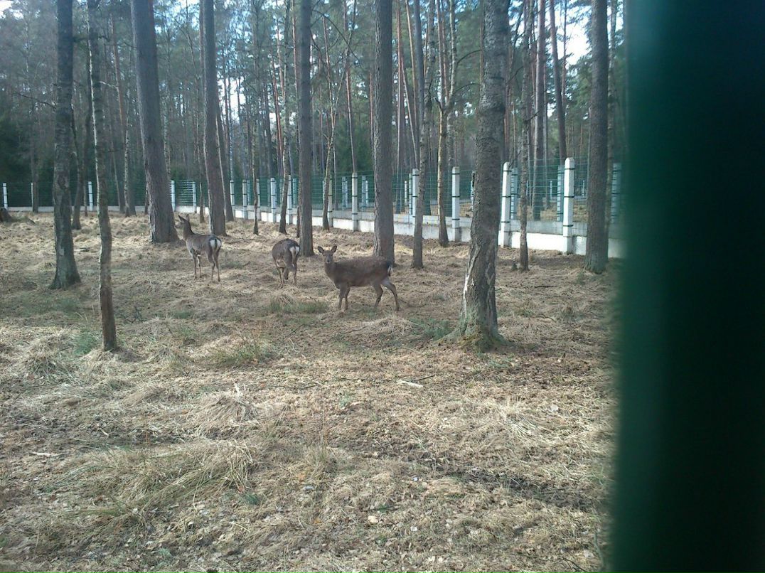 Артем Суботкевич | Кондопога