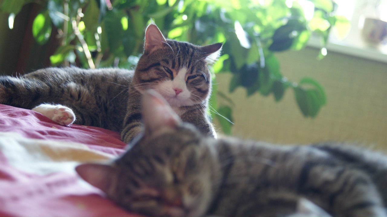 Артем Николаев | Красноярск