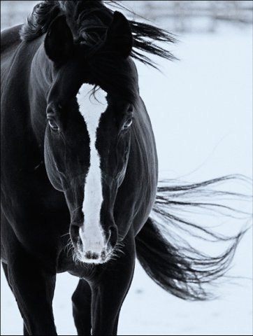 Ирина Вертягина | Bloomfield Hills