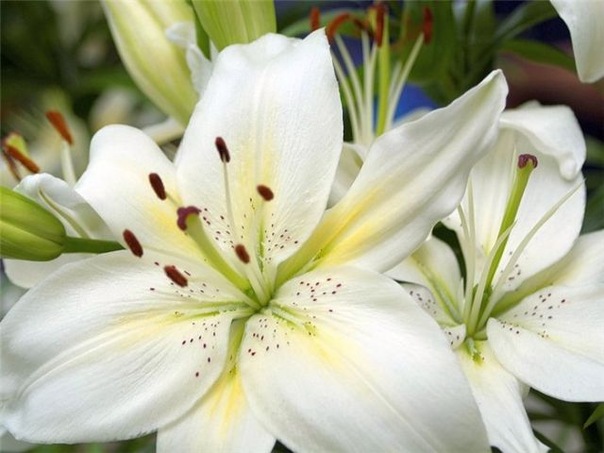 №172, Ирина Пожидаева, Москва №172, Ирина Пожидаева, Москва