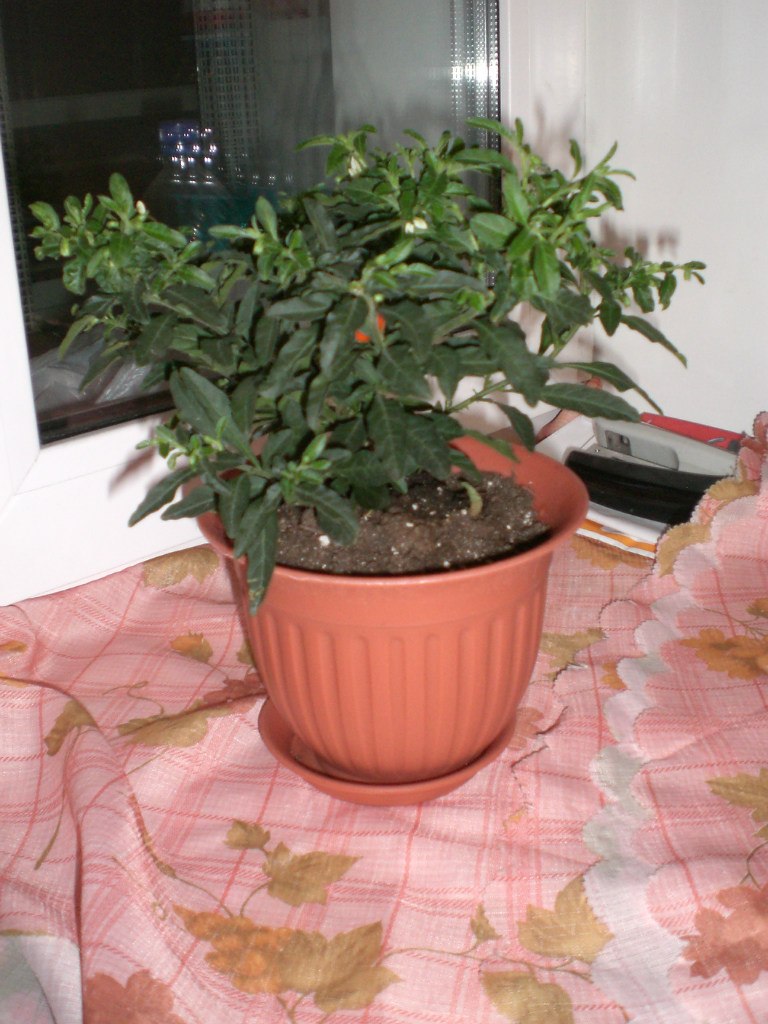 Ксения Дюпина | Киров