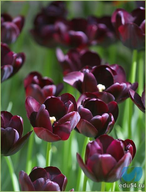 Алёна Зыкова | Новосибирск