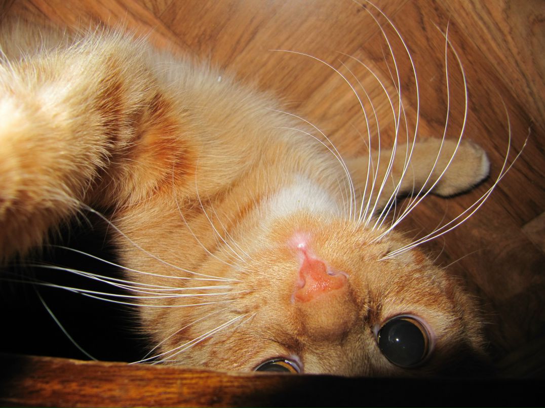 Константин Полозов | Санкт-Петербург