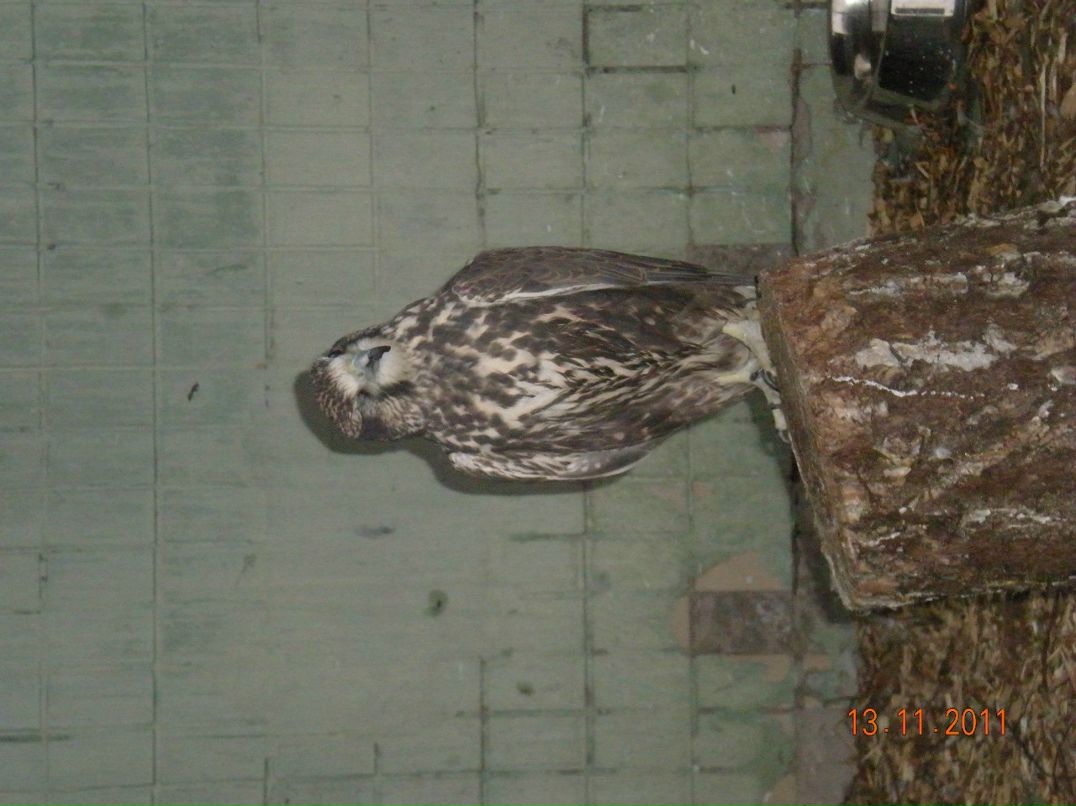 Игорь Шаповаленко | Глухов