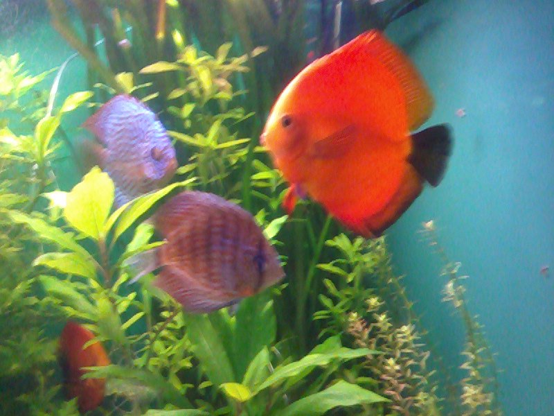 Татьяна Баранова | Санкт-Петербург