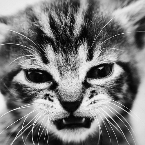 Дарина Лобанова | Санкт-Петербург