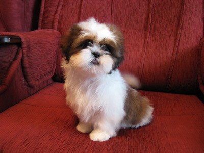 Виктория Голубева-Гречина | Реммаш