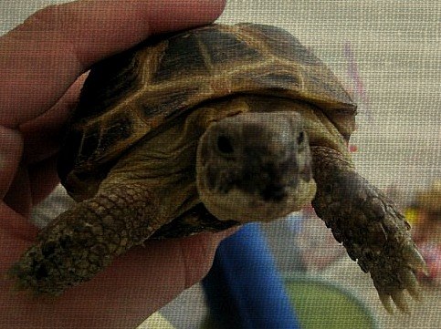 Юния Козловская | Санкт-Петербург