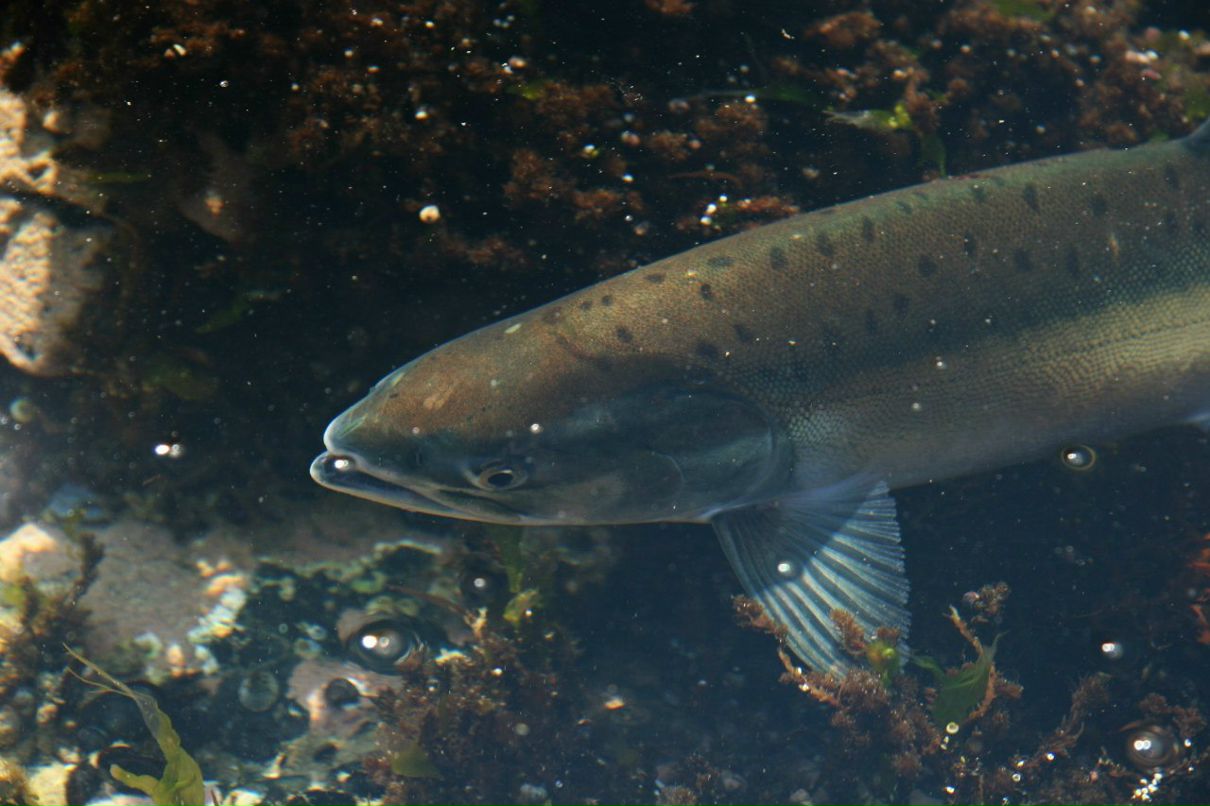 Виктор Щеглов | Севастополь