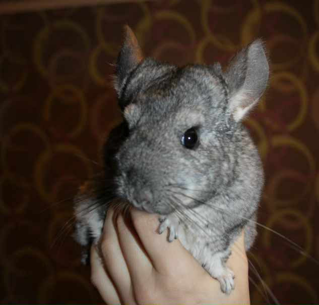 №110, Світлана Величкова №110, Світлана Величкова