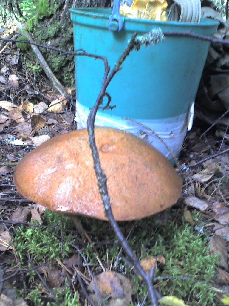 Надежда Буркова | Санкт-Петербург