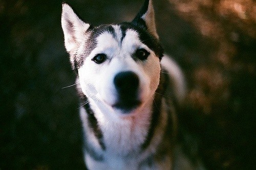 Алиша Арифулова | Москва