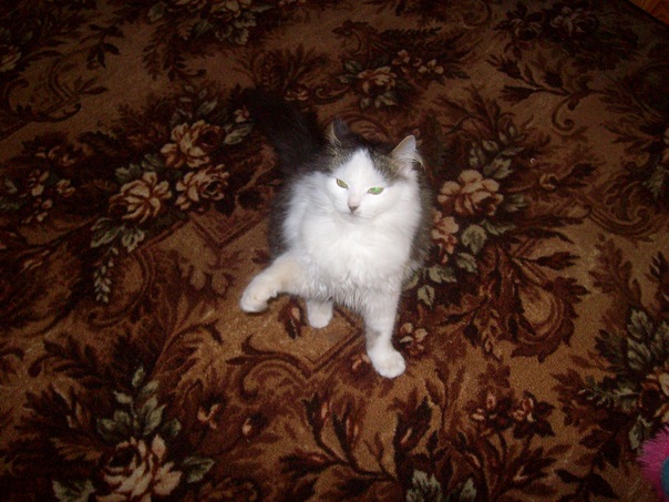 №7, Виктория Романова, 35 лет, Костюковичи №7, Виктория Романова, 35 лет, Костюковичи