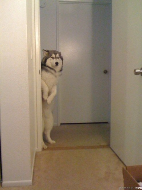 Семен Горевич | 